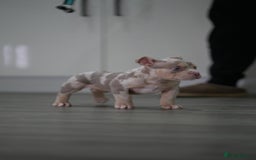 American Bully dogs for sale: Mirco bully- perfect and ready to go.  - Advert 7