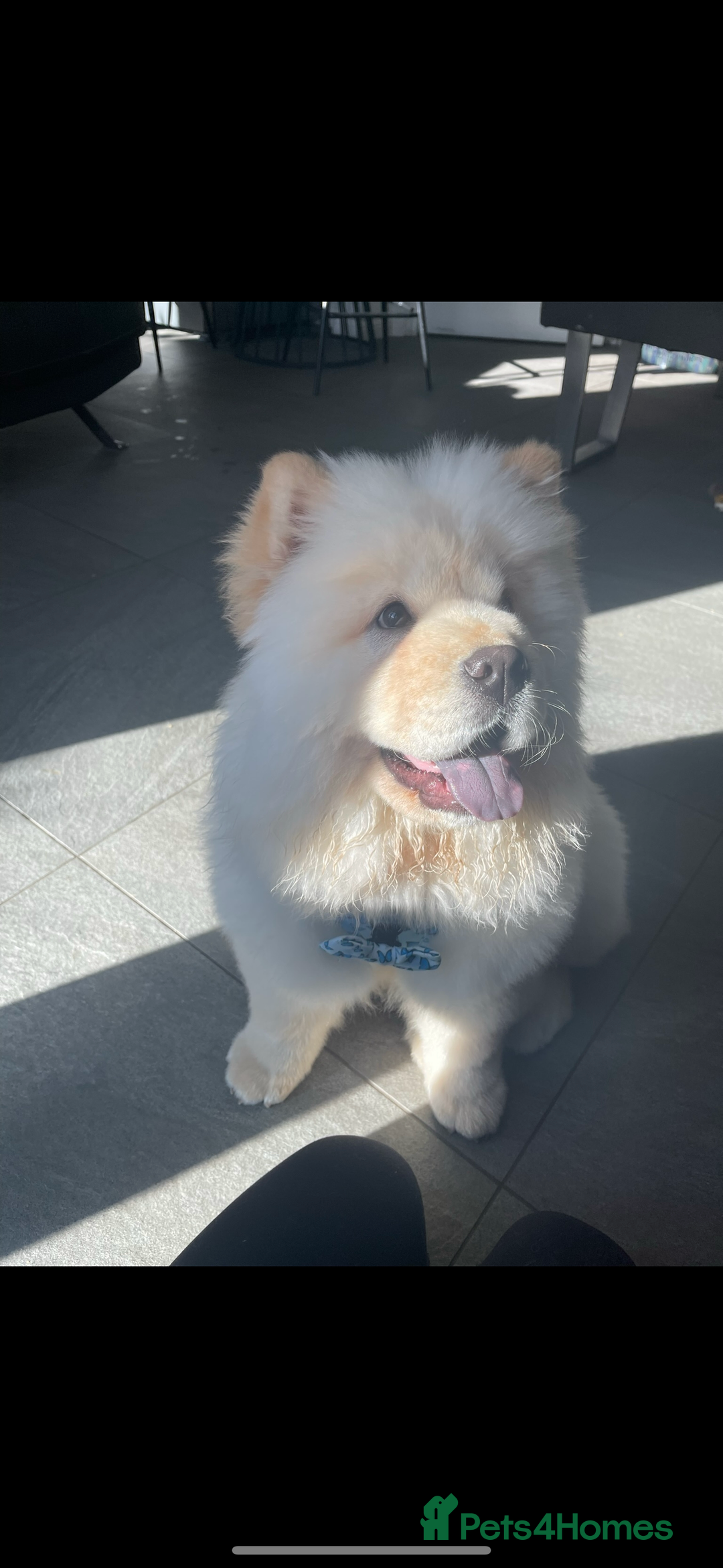 Chow Chow dogs for sale: ❤️ Heartbreaking Rehoming Chow Needs Forever Home  - Advert 4