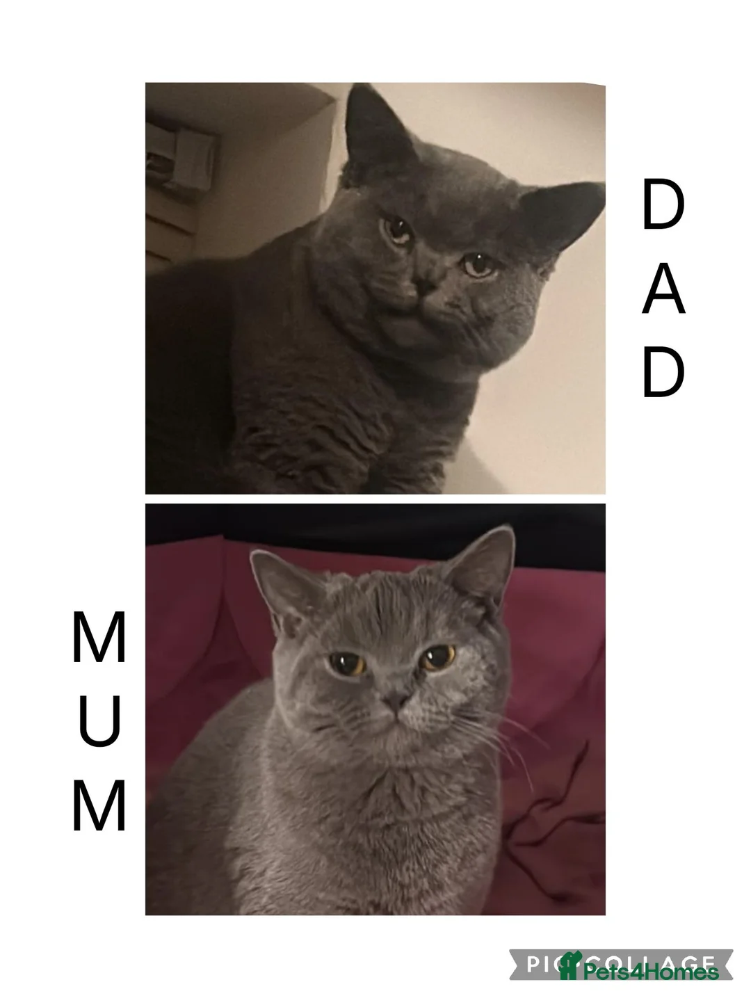 British Shorthair cats for sale: British shorthair kittens  - Advert 2