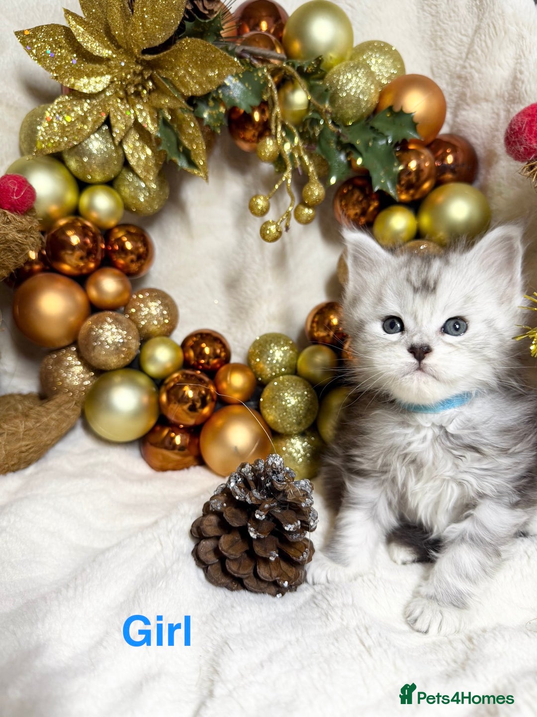 Maine Coon cats for sale: 🏅❤️Champ blood beautiful Mainecoone kittens 🏅 - Advert 13