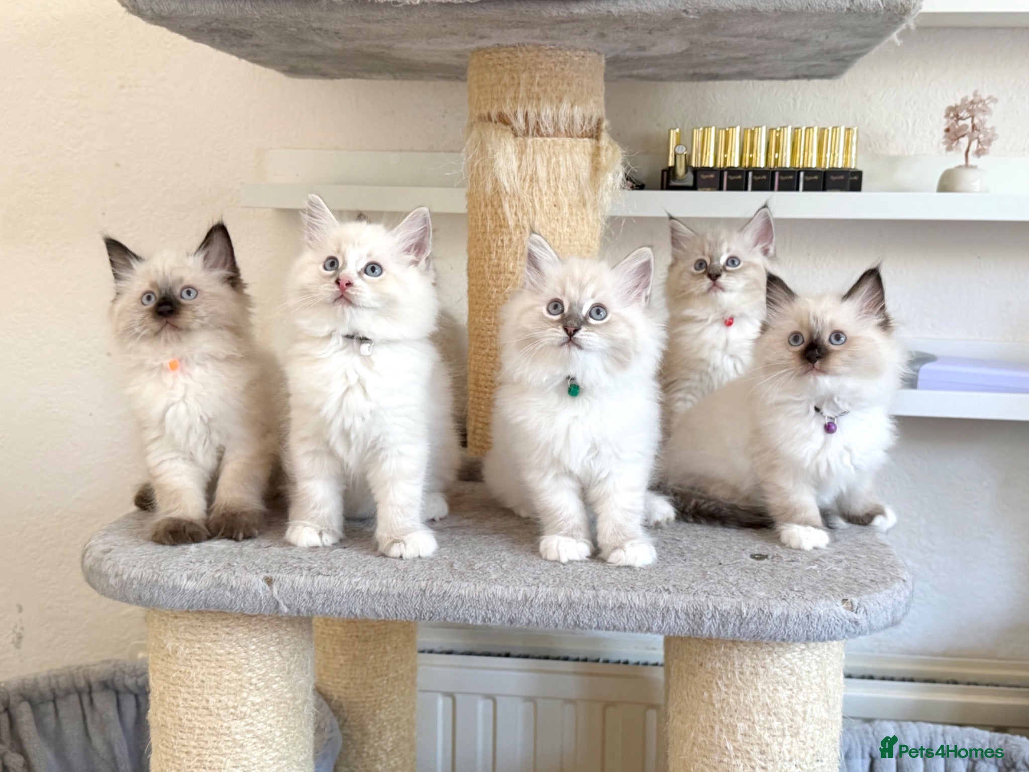 Ragdoll cats 3 Boys Left - Cuddly, Affectionate, Gentle - TICA - Advert 1