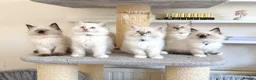 Ragdoll cats for sale: 1 Girl & 2 Boys - TICA Registered - Cuddly, Gentle - Advert 17