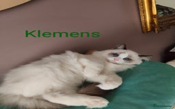 Ragdoll cats for sale:  READY NOW GCCF  REG. EUROPEAN  LINE BOYS   - Image 8
