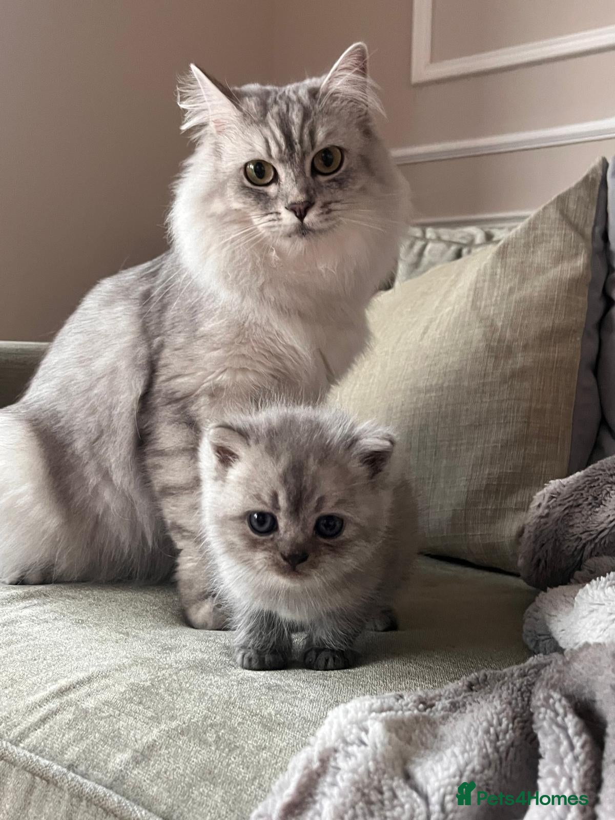 Scottish Fold cats Scottish fold/straight boy kitten - Advert 10