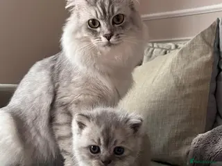 Scottish Fold cats Scottish fold/straight boy kitten - Advert 10