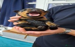 Rottweiler dogs for sale: Rottweiler puppies - Image 8