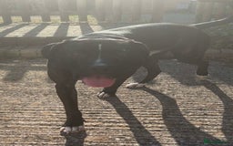 Cane Corso dogs for sale: Cane Corso Male  - Image 1