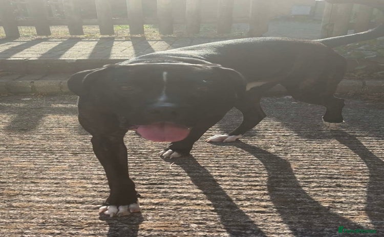Cane Corso dogs - Advert 1