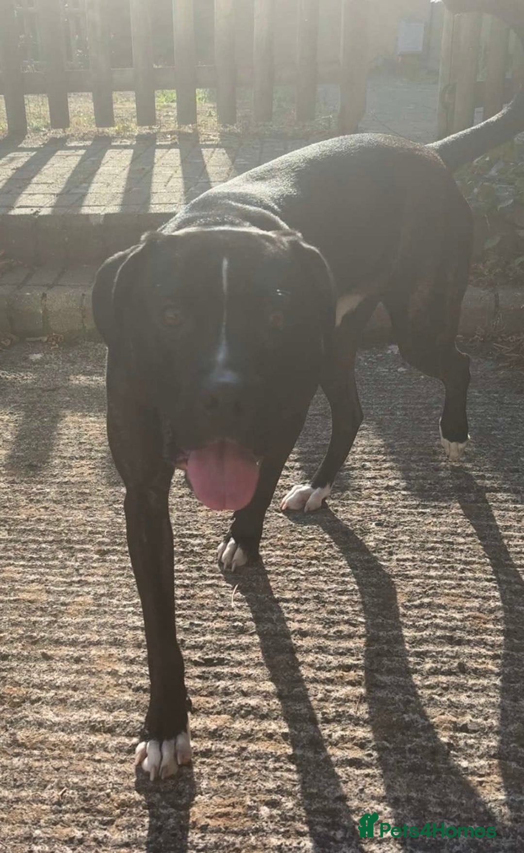 Cane Corso dogs for sale: Cane Corso Male  - Image 1