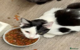 Mixed Breed cats for sale: 3 kittens available now  - Image 8