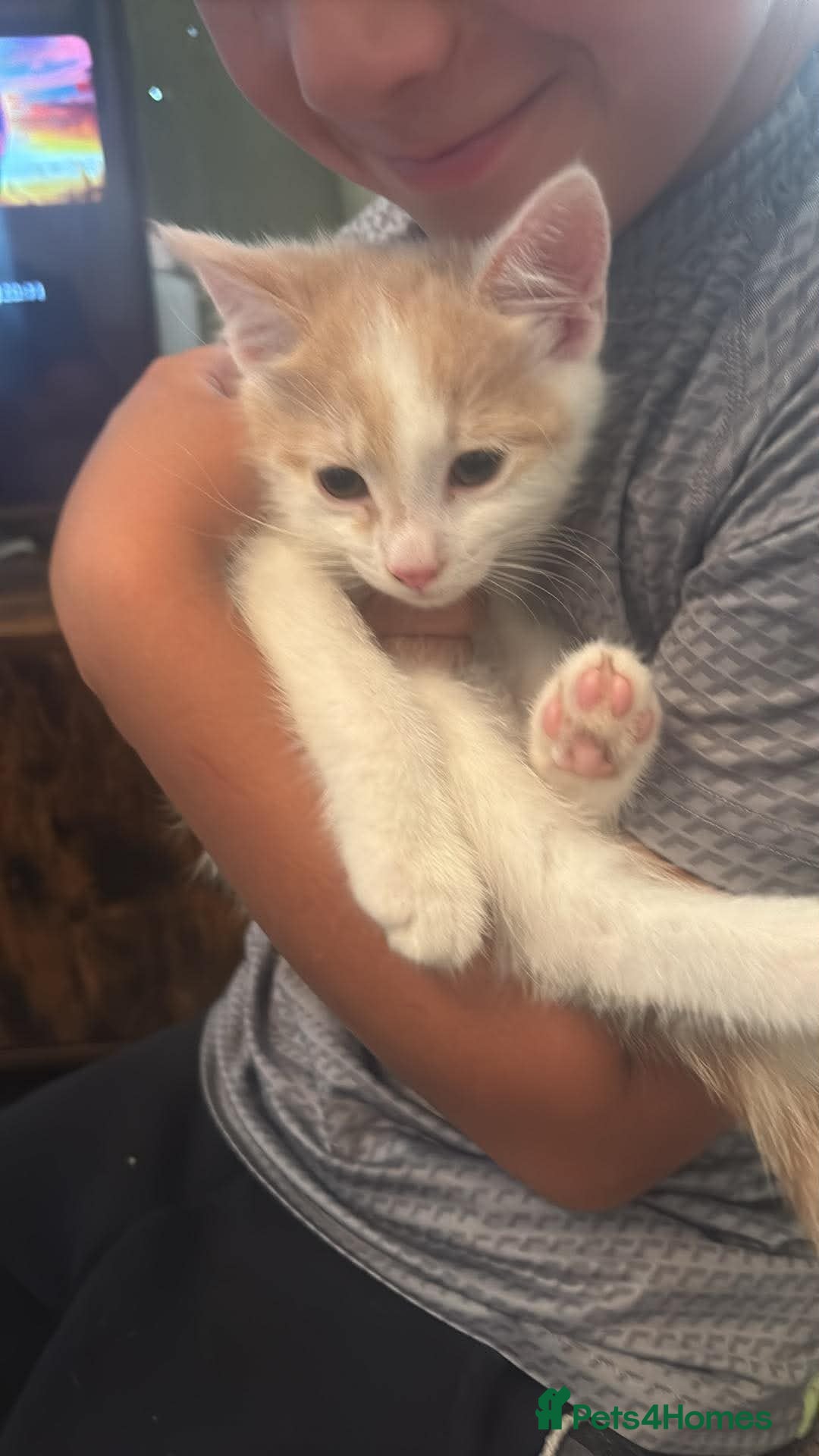 Mixed Breed cats Male kitten  - Advert 5