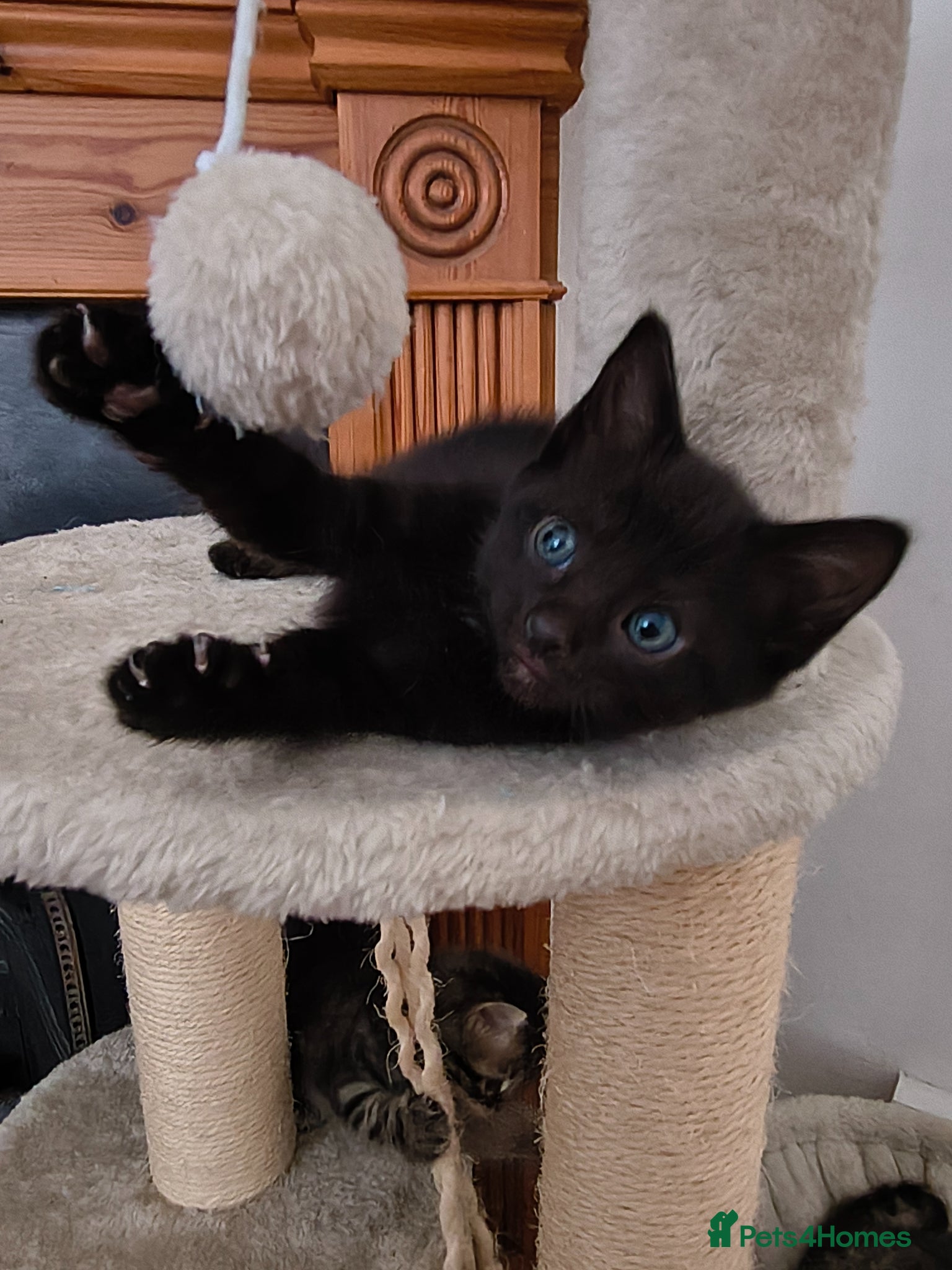 Mixed Breed cats Maine coon/Bengal/russian white cross kittens!! - Advert 1