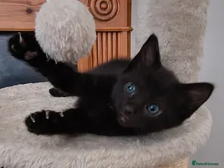 Mixed Breed cats Maine coon/Bengal/russian white cross kittens!! - Advert 1