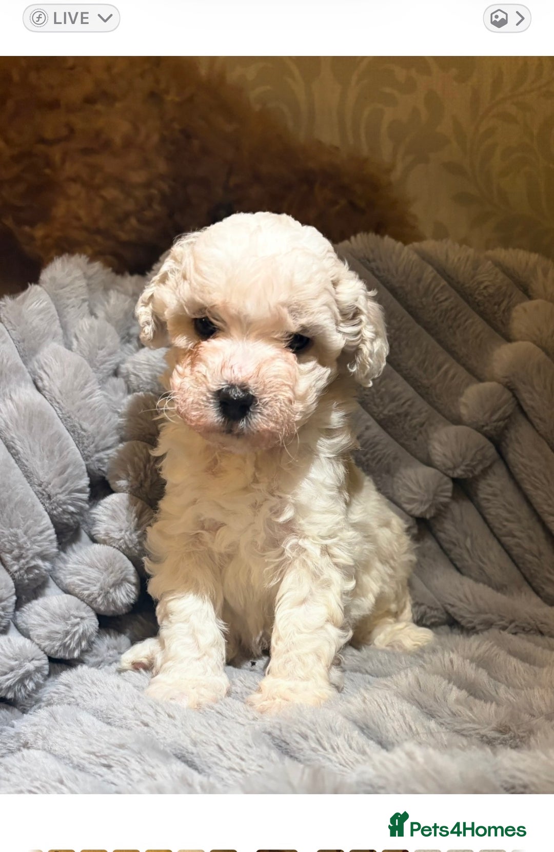 Shihpoo dogs for sale: Shihpoos for sale   - Advert 8