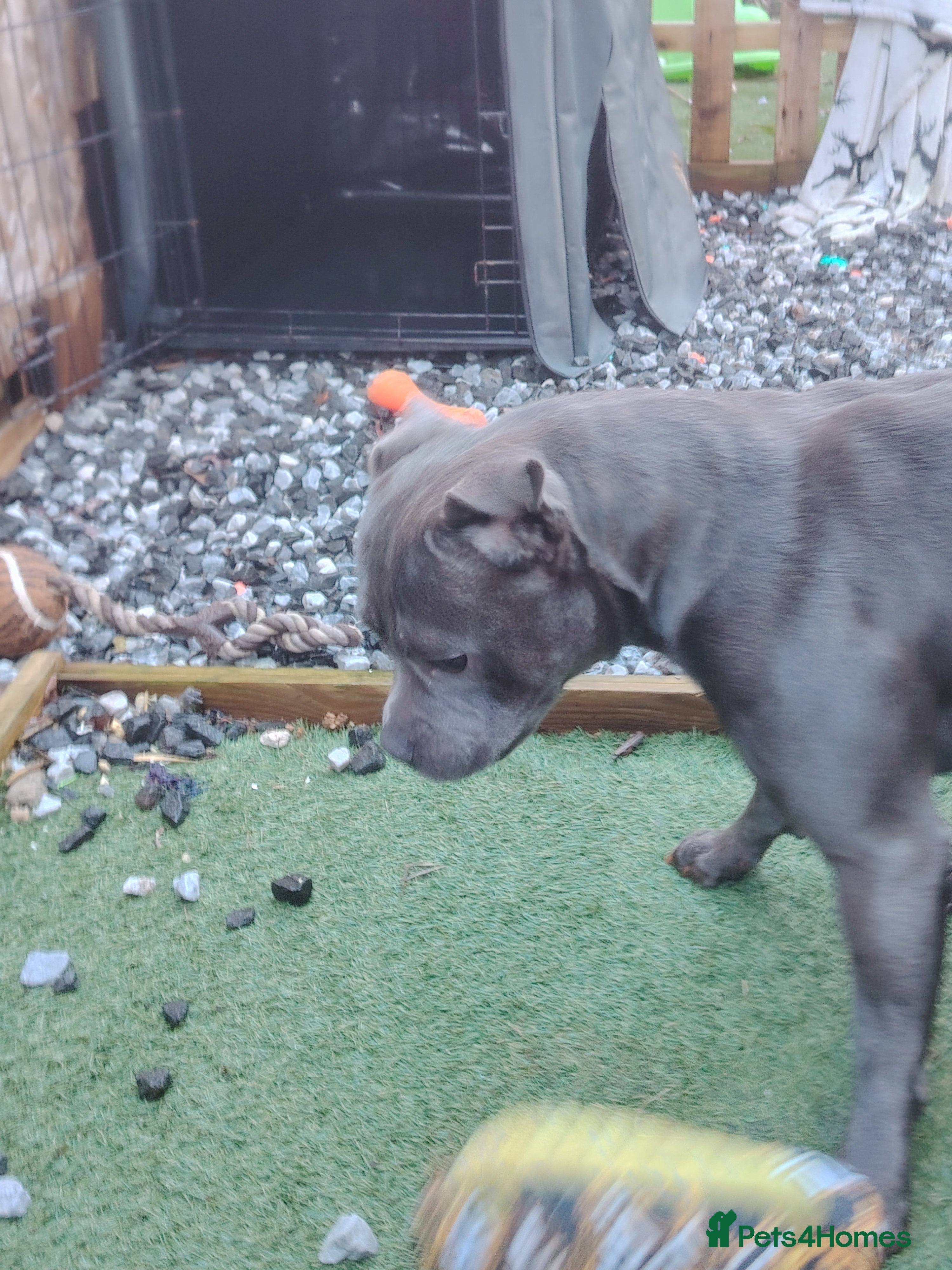 Staffordshire Bull Terrier dogs Blue Staffordshire bull terrier  - Advert 15