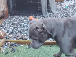 Staffordshire Bull Terrier dogs Blue Staffordshire bull terrier - Advert 15