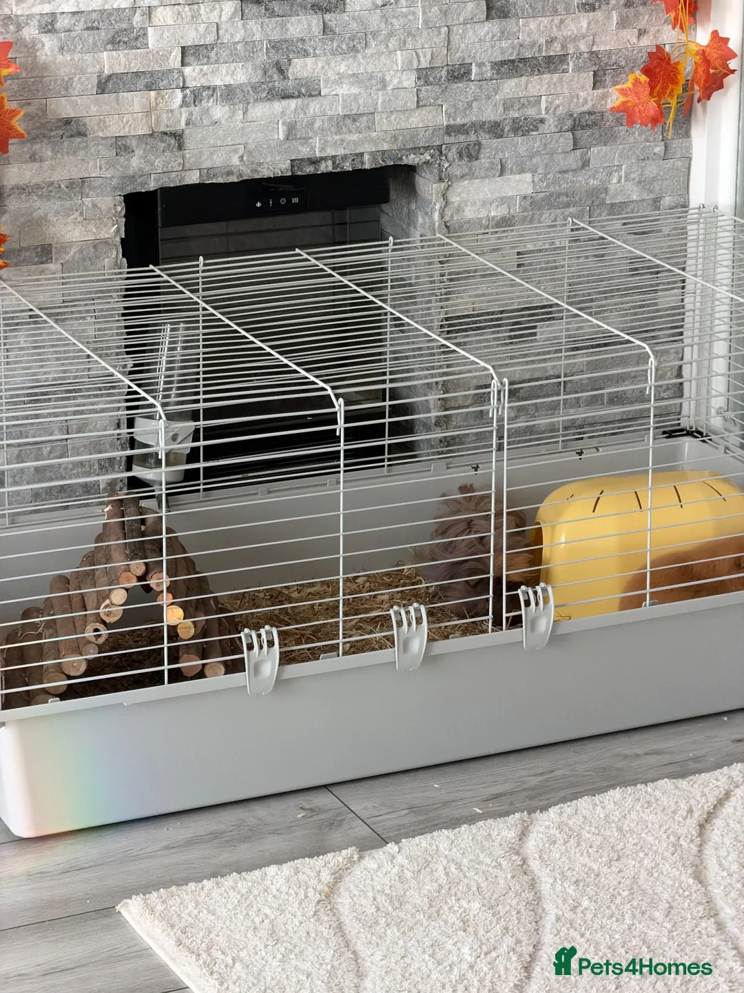 Guinea Pig rodents for sale: 2 male guinea pigs  in Newport - Advert 2