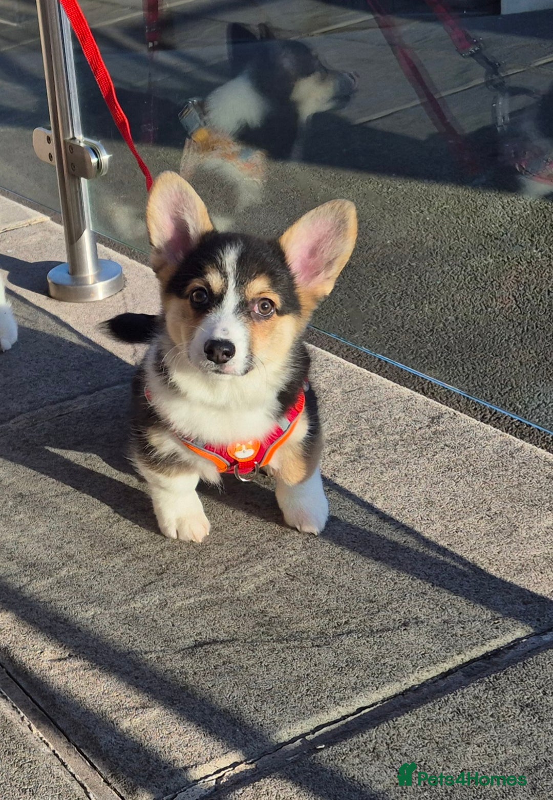 Welsh Corgi Pembroke dogs for sale: Kc reg 2 girls remaining bob & longtail - Advert 24