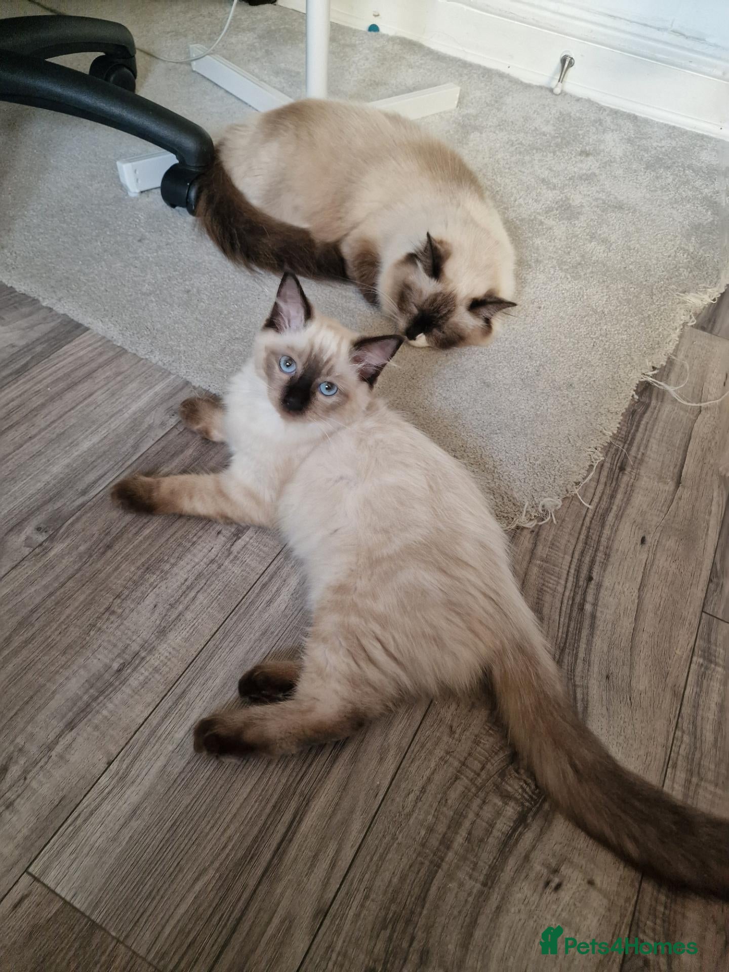 Ragdoll cats A female Ragdoll 3 months old kitten. - Advert 15