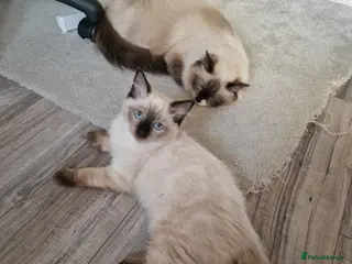 Ragdoll cats A female Ragdoll 3 months old kitten. - Advert 15