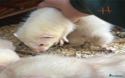 Ferret rodents for sale: Ferret Kits (albino, sandy, bew colours) - Image 7