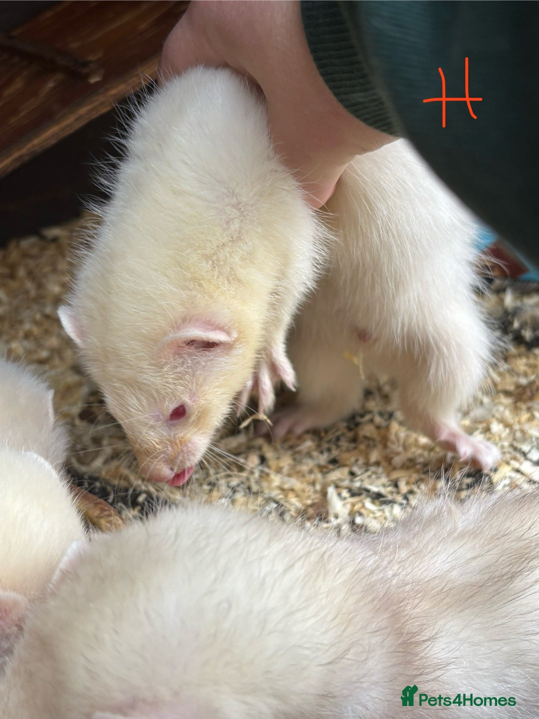Ferret rodents for sale: Ferret Kits (albino, sandy, bew colours) - Image 7
