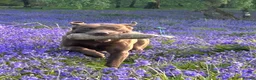 Labrador Retriever dogs for stud: Field Trial Winner Chocolate Labrador for Stud - Advert 3