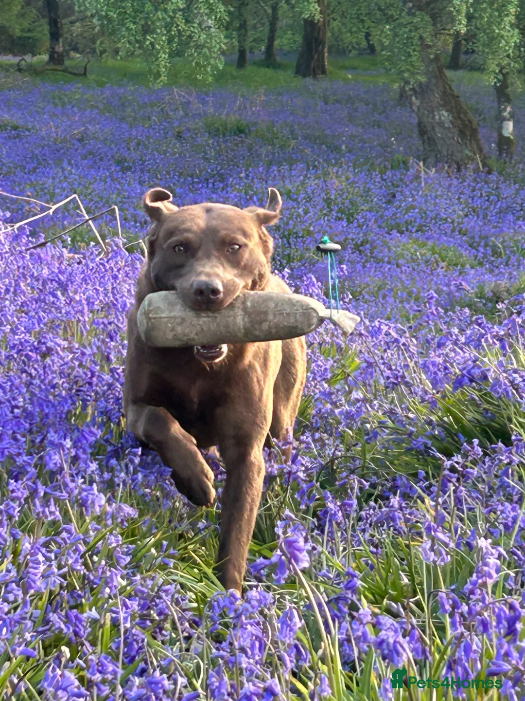 Labrador Retriever dogs for stud: Field Trial Winner Chocolate Labrador for Stud - Advert 3