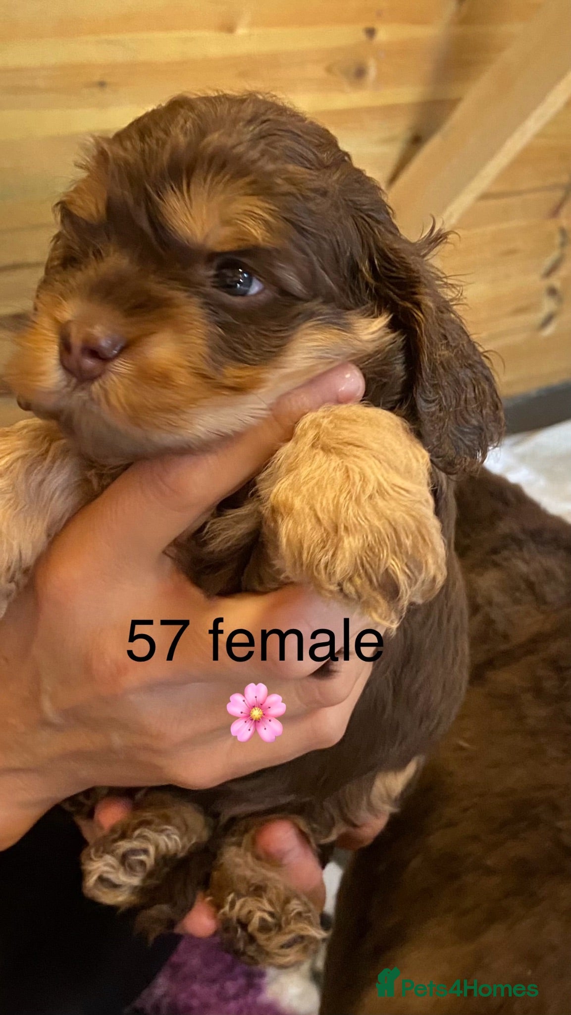 Cockapoo dogs Yankee Doodle  - Advert 5