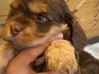 Cockapoo dogs Yankee Doodle - Advert 5