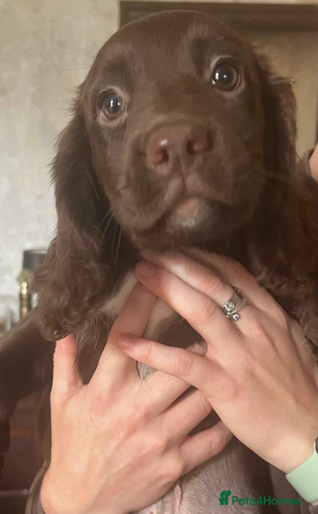 Sprocker dogs for sale: Sprocker Puppies  - Image 11