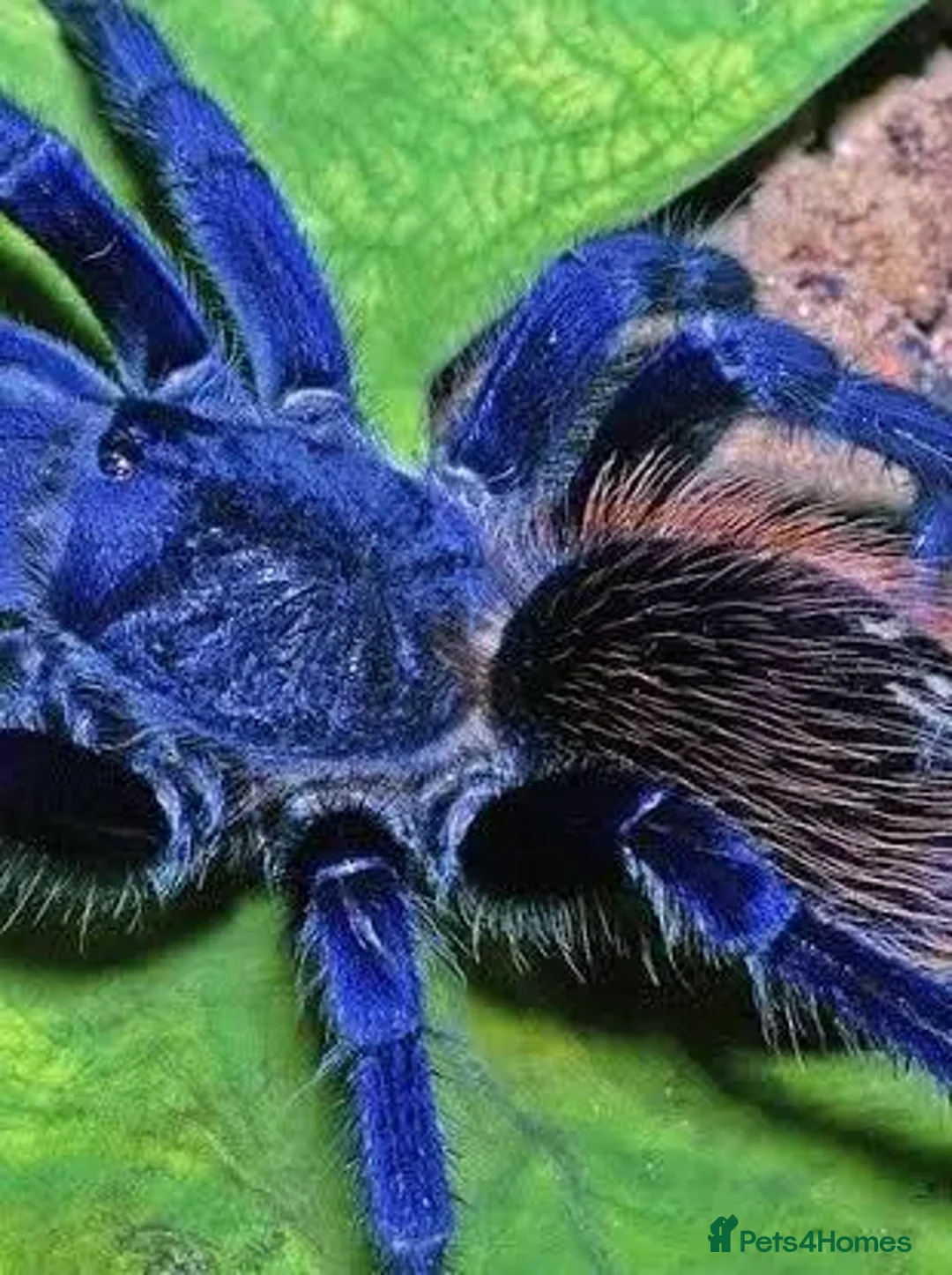 Tarantulas invertebrates for sale: Brazilian blue  - Advert 1