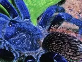 Tarantulas invertebrates Brazilian blue - Advert 2