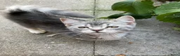 Bengal cats for sale: Gorgeous Bengal x British Short hair kittens - Advert 10