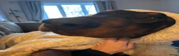 Dobermann dogs for sale: Doberman and German short haired pointer  - Advert 11