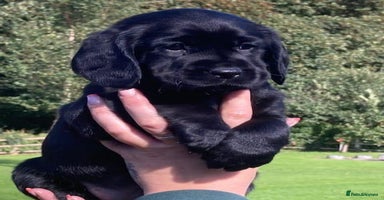 Cockerdor dogs in Market Drayton - Advert 9