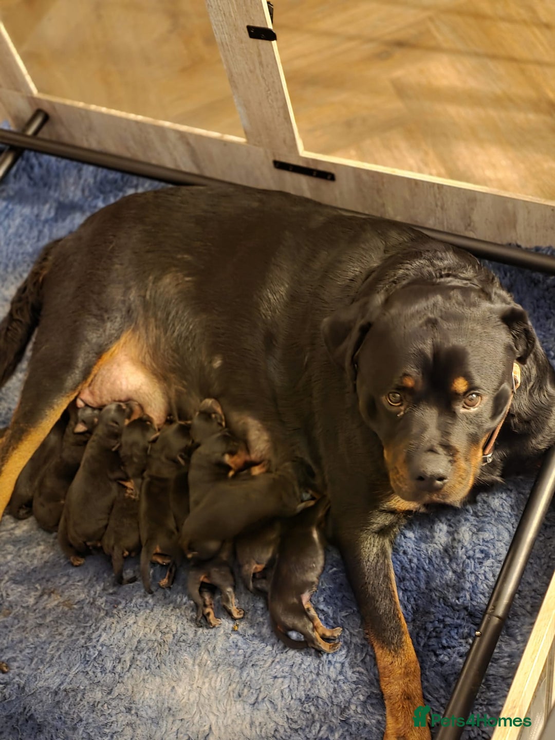 Rottweiler dogs for sale: Stunning KC REGISTERED chunky rottweiler  - Advert 3