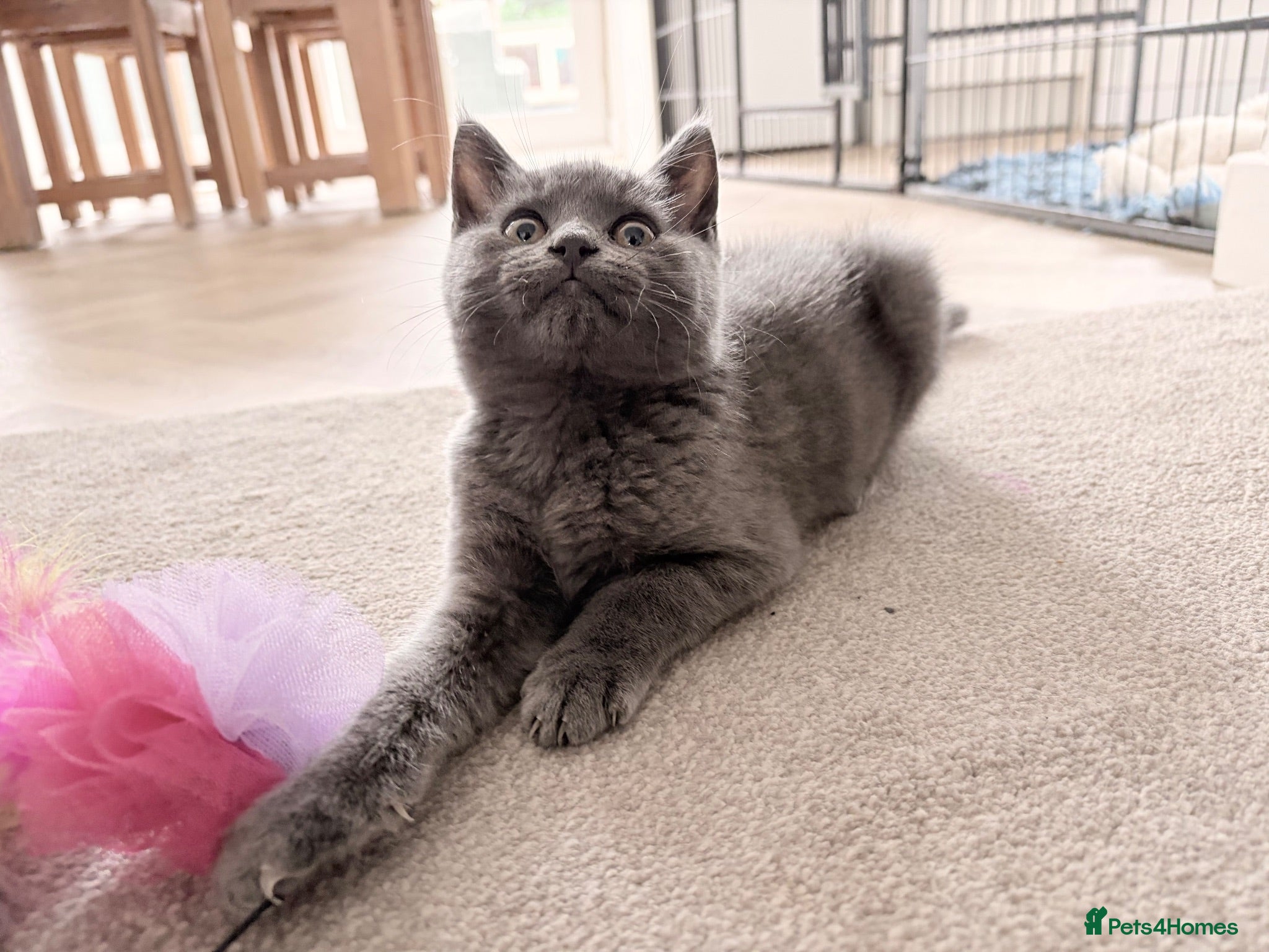 British Shorthair cats 2 blue BSH kittens Ready Now - Advert 1