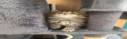 Norwegian Forest Cat cats for sale: Stunningly Adorable Norwegian Forest x Ragdoll  - Advert 24