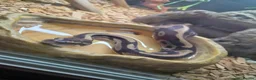Python Snake reptiles for sale: 2 year old ball python  - Advert 2