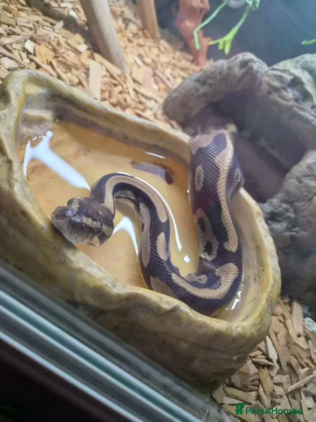 Python Snake reptiles for sale: 2 year old ball python  - Advert 2