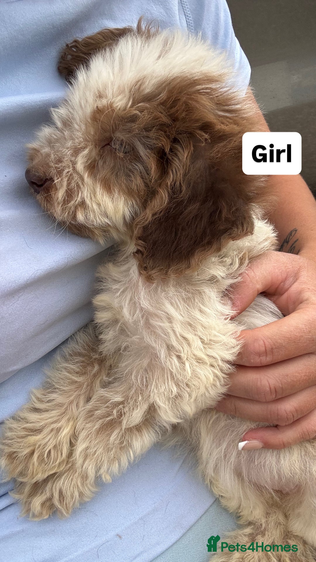 Cockapoo dogs for sale: Hi for sale is my 10 cockapoo puppy’s New  - Image 3