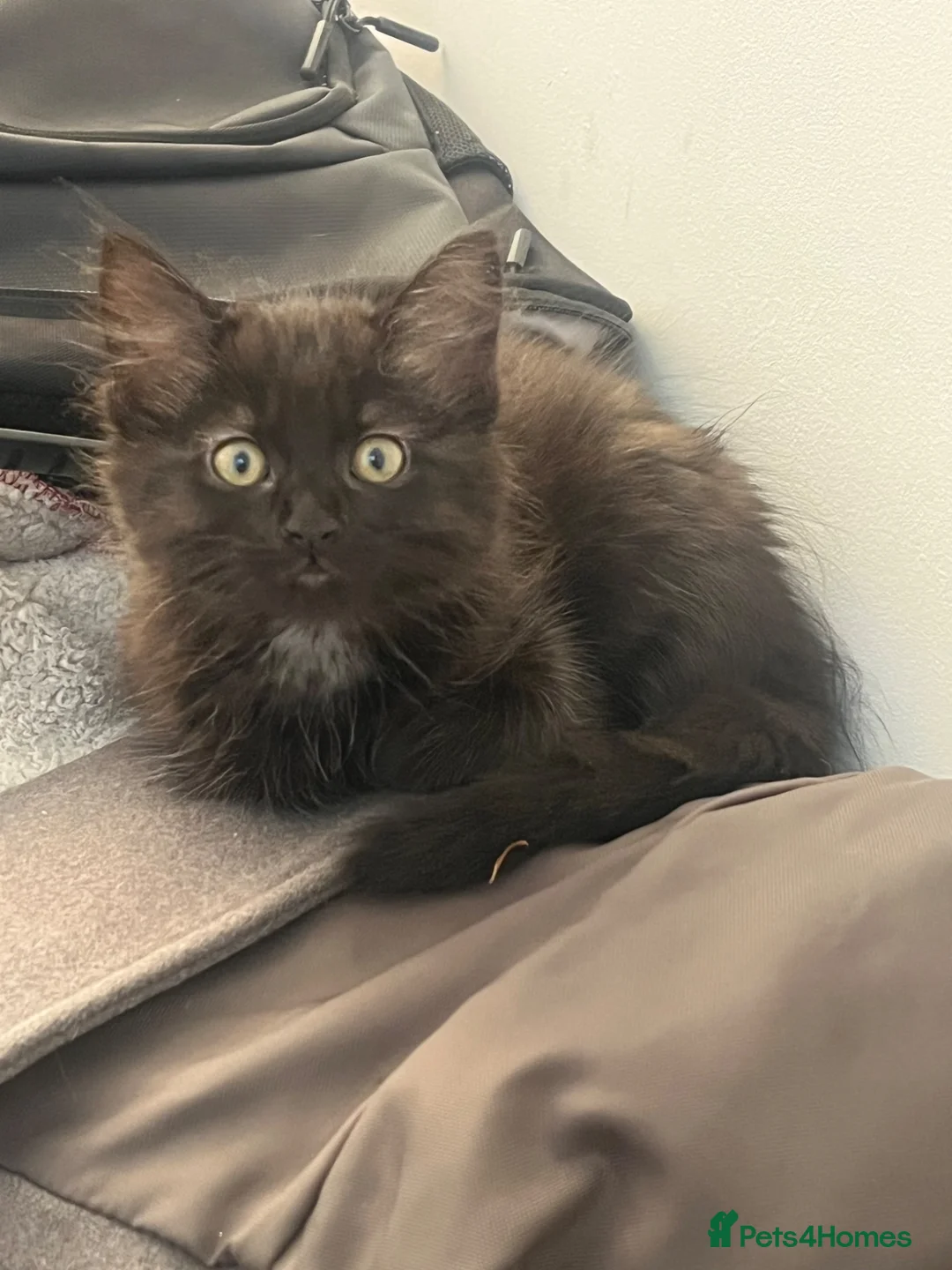 Mixed Breed cats for sale: Adorable kittens in Camberley - Advert 13