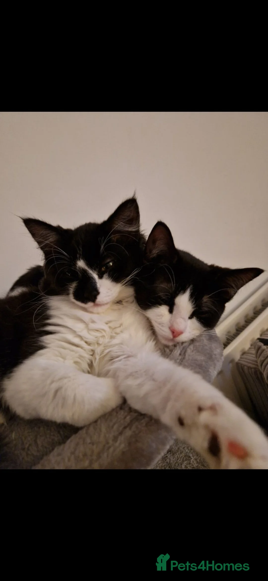 Mixed Breed cats for sale: 2x female cats age 3 to rehome - Advert 5