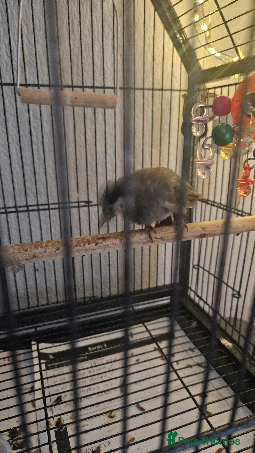 Softbills birds for sale: White-eared Bulbul (Iraqi Bulbul) - Advert 2