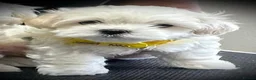 Maltese dogs for sale: Adorable Maltese Puppies for Sale - Advert 13