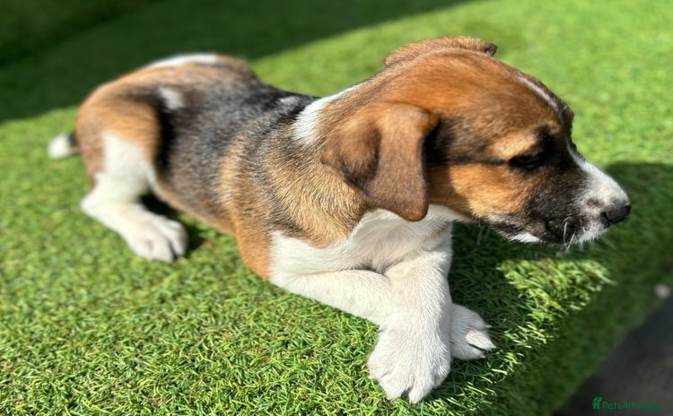 Jack Russell dogs - Advert 2