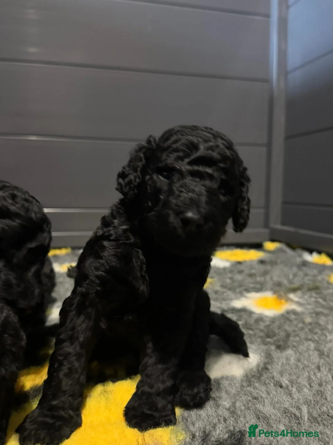 Standard Poodle dogs for sale: KC STANDARD POODLES  - Advert 7