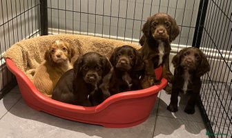 Cocker Spaniel dogs - Advert 2