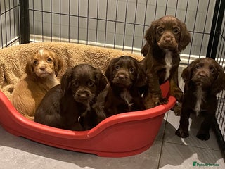 Cocker Spaniel dogs - Advert 11